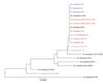 Thumbnail of Neighbor-joining phylogenetic tree based on 13-target multilocus sequences types from 20 Mycobacterium abscessus subsp. massiliense genomes. Electronic PCR was performed on the M. abscessus subsp. massiliense genomes listed in Table 1 by using primer pairs for 13 housekeeping genes (cya, gdhA, argH, glpK, gnd, murC, pgm, pknA, pta, pur, rpoB, hsp65, and secA1), including new primers designed as part of this study. Nucleotide sequences from each gene were concatenated for each genome