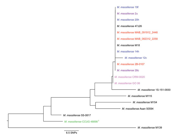 Neighbor-joining phylogenetic tree based on 13-target multilocus sequences types from 20 Mycobacterium abscessus subsp. massiliense genomes. Electronic PCR was performed on the M. abscessus subsp. massiliense genomes listed in Table 1 by using primer pairs for 13 housekeeping genes (cya, gdhA, argH, glpK, gnd, murC, pgm, pknA, pta, pur, rpoB, hsp65, and secA1), including new primers designed as part of this study. Nucleotide sequences from each gene were concatenated for each genome and aligned 