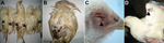 Thumbnail of Macropathologic images of fowlpox virus infection in chickens from a commercial flock in northeastern China. A, B) Severe lesions on the skin in unfeathered areas of the backs (arrows). C) Cutaneous exanthema variolosum of the eyelids (arrowhead). D) Skin pock lesions in the wings (arrowhead).