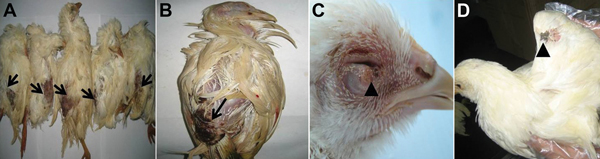 Macropathologic images of fowlpox virus infection in chickens from a commercial flock in northeastern China. A, B) Severe lesions on the skin in unfeathered areas of the backs (arrows). C) Cutaneous exanthema variolosum of the eyelids (arrowhead). D) Skin pock lesions in the wings (arrowhead).
