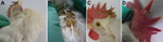Thumbnail of Macropathologic images of fowlpox virus infection in experimentally infected specific pathogen free (SPF) chickens. China. A) Brown variolar crusts on the combs of 18-day-old SPF chickens at 14 days postinfection (dpi). B) Large areas of brown scabs on the backs of 18-day-old SPF chickens at 14 dpi. C) Multifocal to coalescing pock lesions on the combs of 53-day-old SPF chickens at 14 dpi. D) Cutaneous exanthema variolosum on the combs of 145-day-old SPF chickens at 14 dpi.