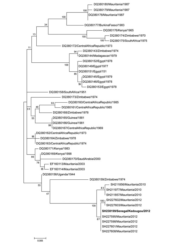Phylogenetic tree of a 581-bp sequence of the nonstructural protein gene on the small RNA segment of Rift Valley fever viruses. Boldface indicates strain isolated in this study. Bootstrap values are indicated along branches. Scale bar indicates nucleotide substitutions per site.
