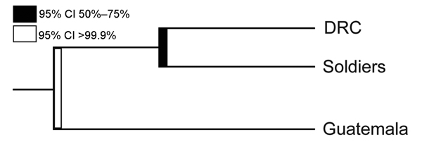 Phylogenetic tree showing predicted clustering between Plasmodium falciparum populations from the Democratic Republic of Congo (DRC), soldiers returning to Guatemala from the DRC, and Guatemala. The predicted split between parasites identified in samples taken in Guatemala and parasites from DRC among soldiers was significant (95% CI &gt;99.9%) (black bar); the predicted split between parasites from DRC and returning soldiers was not significant (95% CI 50%–70%) (white bar). Computed by using Fa