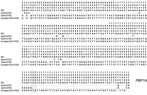 Nucleotide sequence variations in the penicillin-binding protein 1A (pbp1a) gene of Streptococcus pneumoniae. Row 1, S.pneumoniae R6; row 2, serotype (Ser) 8-ST53; row 3, serotype 8-ST63; row 4, Sweden 15A-ST63 reference strain. Polymorphic sites are numbered in a vertical format. Nucleotides are numbered according to their positions in the gene. Only polymorphic sites are shown. Dots indicate a nucleotide that is identical to that in the R6 sequence. The putative recombination site is shaded in