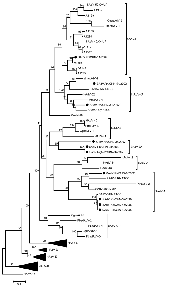 Phylogenetic analysis of complete hexon gene nucleotide sequences from human and simian adenoviruses. The maximum-likelihood tree was constructed as described in the text. Black dots indicate strains sequenced in this study; the sequences were deposited in GenBank (accession nos. KF053121–KF053130). Sequences for all reference strains used in the phylogenetic analysis were obtained from GenBank. Asterisks (*) indicate the proposed new candidate simian species. Numbers along branches and at nodes