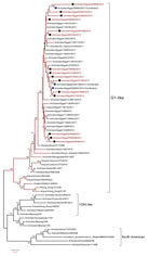 Thumbnail of Phylogenetic tree of the hemagglutinin gene of influenza A(H9N2) viruses from Egypt, 2010–2012. Scale bar indicates phylogenetic distance (1 base substitution/100 positions).