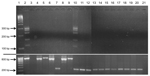 Thumbnail of Test results showing lack of cross-reactivity of bovine leukemia virus (BLV)–specific primers with representatives of all mammalian and avian retrovirus subfamilies and human exogenous and endogenous viruses previously identified in human breast tissue. Nested liquid-phase PCR used primers from 5 BLV genome regions with template DNA from the viruses in lanes 4–10 and 12–21. PCR products for each virus, loaded into 1 well, were separated by agarose gel (1.5%) electrophoresis on the b