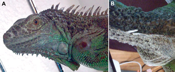 Abscess on shoulder of iguana infected with Burkholderia pseudomallei, California, USA, 2013. A) Lateral view. B) Dorsal view. Photo was taken at the time of sampling surface of animal and its environment.