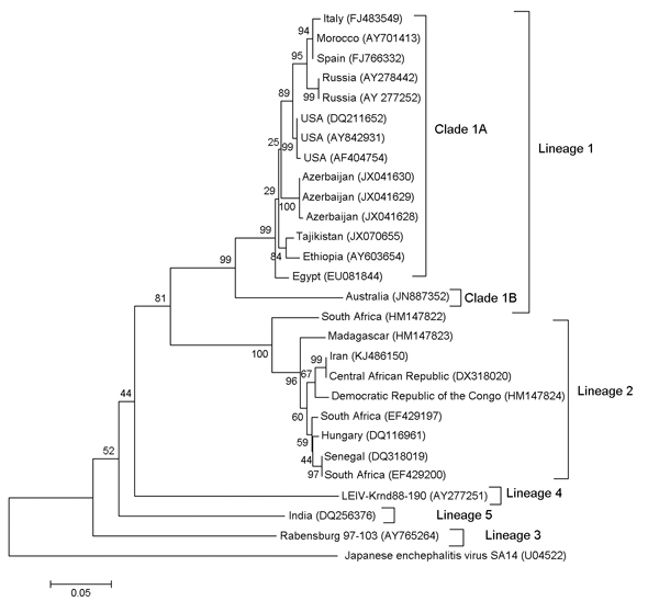 Phylogenetic tree based on a 358-nt sequence (nt 259–616) of 27 strains of West Nile virus (WNV) generated by using the neighbor-joining algorithm in MEGA5 (8). Japanese encephalitis virus was used as an outgroup. Location of virus isolation and GenBank accession numbers (in parentheses) are provided. The WNV sequence from Iran (KJ486150) was grouped into lineage 2 and had 99% identity with the 358-bp region of WNV strain ArB3573/82 from the Central African Republic. Scale bar indicates nucleoti