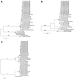 Thumbnail of Maximum-likelihood phylograms of the viral protein (VP) 7 (877 bp) (A), VP4 (656 bp) (B), and VP6 (1,132 bp) (C) regions of rotavirus A strains detected during outbreaks in Osaka City, Japan, 2009–2013. The strain names are associated with outbreak numbers listed in Table 1. Boldface font indicates G1-P[8]-I2 strains. On the basis of Akaike information criteria, with a correction for finite sample sizes, general time reversible plus gamma (+G) plus invariable sites (+I), Tamura 3-pa