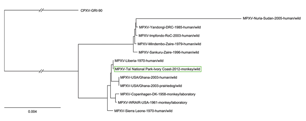 Phylogenetic position of the MPXV-TNP isolate (framed in green) from a wild-living sooty mangabey (Cercocebus atys), March 2012, within the West African clade. MPXV-TNP is closely related to the strain isolated from a human in Liberia in 1970. Calculated with MrBayes (with gaps) as binary model (http://mrbayes.csit.fsu.edu). MPXV, monkeypox virus; TNP, Taï National Park (Côte d’Ivoire). Scale bar indicates nucleotide substitutions per site.