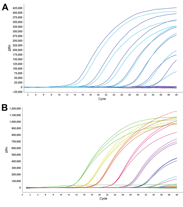 Dynamic range of reverse transcription PCR for detection of oseltamivir resistance in influenza A(H7N9) virus. Amplification curves (ΔRn vs. cycle number) for serial dilutions of plasmid with 292K (mutant) or R292 (wild-type) neuraminidase (NA) fragments. ΔRN is change in signal magnitude (reporter signal minus baseline signal). Assay dynamic range was linear at template concentrations of 102–108 copies/reaction. A) Detection of NA 292K mutant strain with probe N9-K: slope = −3.388, R2 = 0.997. 