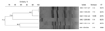 Thumbnail of Dendrogram of pulsed-field gel electrophoresis patterns showing the genetic relatedness of extensively drug-resistant pneumococcal isolates from patients in South Korea, 2011–2012 (including SMC 1205–093, previously reported in 2012). The corresponding serotype and sequence type (ST) for each isolate are listed on the right side of the dendrogram. SMC, Samsung Medical Center.
