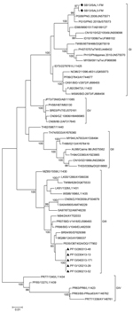 Thumbnail of Evolutionary relationships of 54 dengue virus type 3 (DENV-3) gene sequences. The phylogenetic tree was obtained by using the maximum-likelihood method based on the Kimura 2-parameter model and MEGA 5 software (http://www.megasoftware.net/). The percentage of replicate trees in which the associated taxa clustered together in the bootstrap test (1,000 replicates) is shown for values &gt;90. Each strain is labeled by country of origin/strain name/GenBank accession number (if available