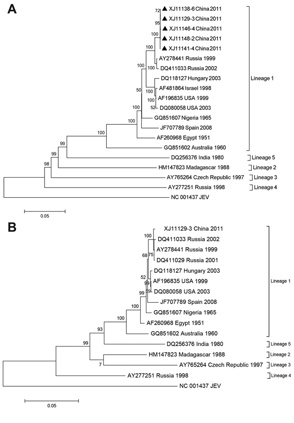 Phylogenetic analyses of A) envelope gene nucleotide sequence from 5 West Nile virus isolates (black triangles) from Xianjiang, Uyghur Autonomous Region, China, 2011, and B) nucleotide sequence of complete coding region of 1 isolate from Xinjiang (XJ11129–3). Trees were constructed by using MEGA 5.05 (http://www.megasoftware.net/) and maximum-likelihood with Kimura 2-parameter model parameter distances. Bootstrap values along branches are for 1,000 replicates. Trees were rooted by using Japanese