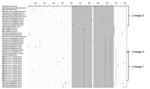 Thumbnail of Alignment of unique deduced amino acid sequences from the combined dataset of sequences from the C-terminal third of the attachment protein of respiratory syncytial virus genotype ON1. The sequences are compared with the sequence for the earliest ON1 variant (from Ontario, Canada). The duplicated parent and the resulting regions are in gray.