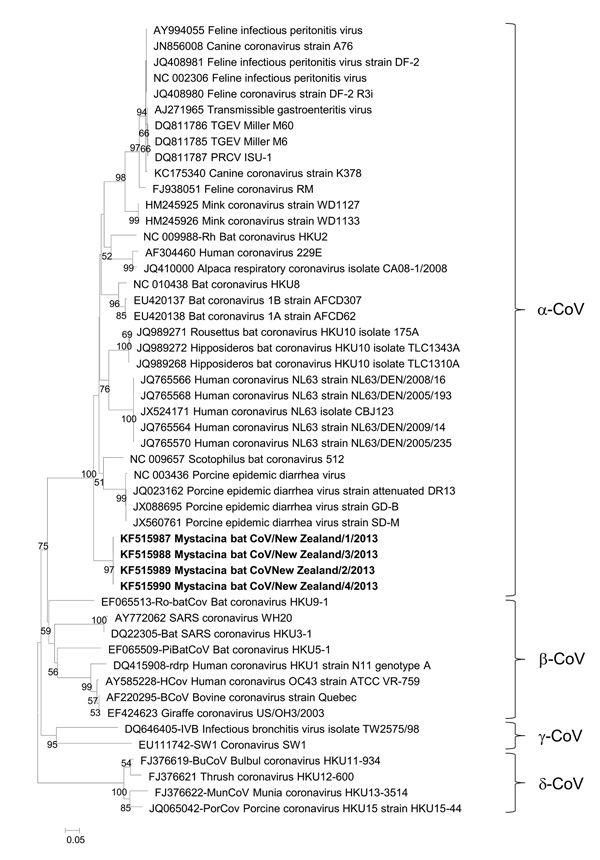 Phylogenetic tree showing genetic relatedness of RNA-dependent RNA polymerase amino acid sequences for Mystacina sp. bat coronavirus (CoV)/New Zealand/2013 (shown in boldface) with those of known coronaviruses. Evolutionary history was inferred for 183 informative amino acid sites by using the maximum-likelihood method based on the Whilan and Goldman model with gamma distribution in MEGA 5.05 software (www.megasoftware.net). Bootstrap values are calculated from 1,000 trees (only bootstrap values