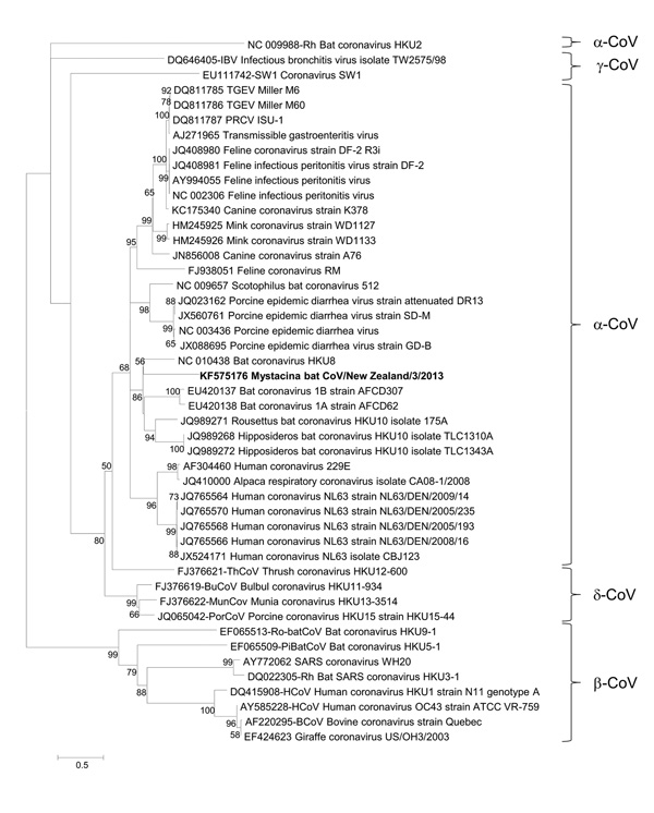 Phylogenetic tree showing genetic relatedness of spike protein amino acid sequence for Mystacina sp. bat coronavirus (CoV)/New Zealand/2013 (shown in boldface) with those of known coronaviruses. Evolutionary history was inferred for 492 informative amino acid sites by using the maximum-likelihood method based on the Whilan and Goldman + F model with gamma distribution and invariant sites in MEGA 5.05 software (www.megasoftware.net). Bootstrap values are calculated from 1,000 trees (only bootstra