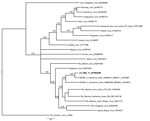 Thumbnail of Phylogenetic relationships among hantaviruses were estimated by using the Bayesian Markov chain Monte Carlo method implemented in MrBayes version 3.1.2 (8). The relationships were based on the initial 905-nt fragment of the small segment. The numerical value ≥0.7 at the node indicates the posterior probability replicates that supported the interior branch. The branch labels include GenBank accession number and virus species or strain. Boldface indicates the reference sequence; scale