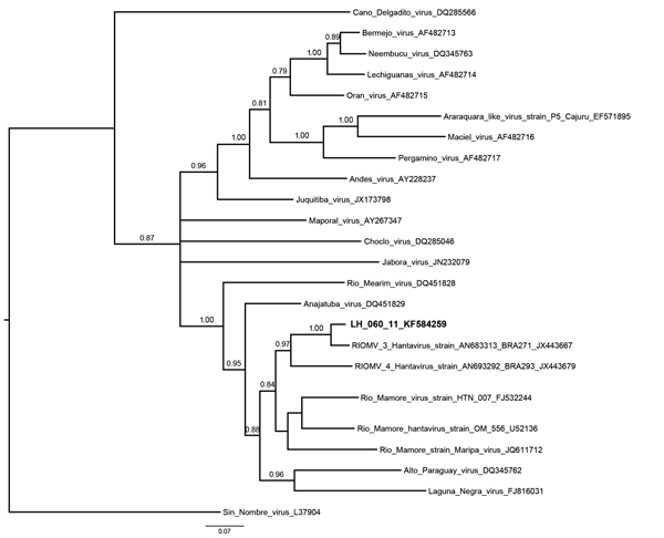 Phylogenetic relationships among hantaviruses were estimated by using the Bayesian Markov chain Monte Carlo method implemented in MrBayes version 3.1.2 (8). The relationships were based on the initial 905-nt fragment of the small segment. The numerical value ≥0.7 at the node indicates the posterior probability replicates that supported the interior branch. The branch labels include GenBank accession number and virus species or strain. Boldface indicates the reference sequence; scale bar indicate