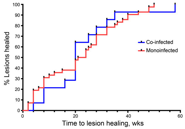 Survival analysis curve of cumulative healing for patients with Mycobacterium ulcerans infection who were co-infected with Mansonella perstans nematodes compared with those who had M. ulcerans monoinfection, Ghana, August 2010–December 2012. No difference in cumulative healing was found between the 2 groups (p = 0.93 by log-rank test).