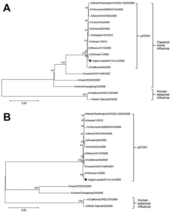 Phylogenetic trees of influenza A(H1N1)pdm09 virus (pH1N1) isolated from a giant panda in China compared with previously characterized pandemic influenza A(H1N1) viruses. A) Hemagglutinin gene nucleotide sequences; B) neuraminidase gene nucleotide sequences. Neighbor-joining trees were created by using MegAlign software version 5.0 (www.megasoftware.net). Bootstrapping with 1,000 replicates was performed to determine the percentage reliability for each internal node. Horizontal branch lengths ar