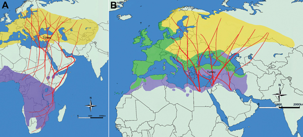 Migration patterns of birds carrying ticks with Crimean-Congo hemorrhagic fever virus. A) Great reed warbler (Acrocephalus arundinaceus) migration routes (red lines), breeding grounds (yellow) and wintering areas (purple). Bodies of water are blue, and nonbreeding/nonwintering areas are light green.. B) European robin (Erithacus rubecula) migration routes (red lines), resident grounds (green), breeding grounds (yellow), and wintering areas (purple). Bodies of water are blue, and nonbreeding/nonw