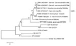 Thumbnail of Phylogenetic tree of a 374-bp conserved region from the phosphoprotein gene of a cetacean morbillivirus isolated from a Guiana dolphin (in boldface; GenBank accession no. KF711855) and 12 other previously described morbilliviruses. Sendai virus was added as an outgroup member. Sequences were aligned and a neighbor-joining tree with 1,000 bootstrap replications was generated by using MEGA5 (http://megasoftware.net/). For comparison, recognized viruses of the Morbillivirus spp. (Measl