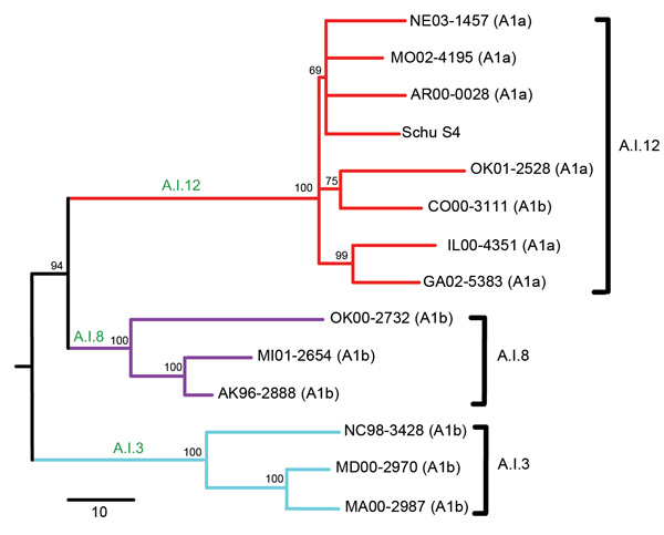 Neighbor-joining tree of 14 Francisella tularensis subsp. tularensis group A.I strains constructed on the basis of single-nucleotide polymorphisms (SNPs) discovered from whole-genome sequencing. Lines represent major groups within A.I: red, A.I.12; purple, A.I.8; blue, A.I.3. Branch nomenclature for each group is indicated by green text. Bootstrap values for each group and subpopulation are indicated in black font. Pulsed-field gel electrophoresis classifications (A1a and A1b) are indicated for 