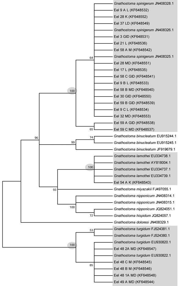 Dendogram showing the condensed bootstrap consensus tree (1,000 replicates) produced by neighbor-joining analysis for Ganthostoma spp. Partitions reproduced in &lt;50% bootstrap replicates are collapsed. The percentage of replicate trees in which the associated taxa clustered together in the bootstrap test (1,000 replicates) is shown next to the branches. The sequences from the gnathostome larvae analyzed in this study fall within 3 distinct clusters (gray shading) corresponding to 3 species, wi