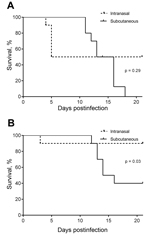 Thumbnail of Comparison of survival after intranasal and subcutaneous infection of BALB/c mice with equivalent doses of the neurologic Burkholderia pseudomallei isolates MSHR435 (5 × 102 CFU) (A) and MSHR1153 (4.5 × 102 CFU) (B), Northern Territory, Australia, October 1989–October 2012. This inoculation dose was &gt;50× the 50% infectious dose for MSHR435 and MSHR1153, delivered by intranasal or subcutaneous inoculation. Data are expressed as percentage survival; 10 mice were monitored within ea