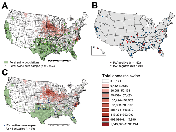 Geographic distributions of seum samples from feral swine, United States, 2011–2012. A) Of 1,989 samples tested by ELISA, 182 were positive (red) and 1,807 were negative (blue). B) The 76 samples (blue) were selected for hemagglutination-inhibition and microneutralization subtyping. C) The distributions of feral swine (green) and domestic swine (orange) were also marked (A and C).