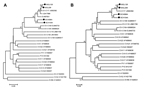 Thumbnail of Phylogenetic analysis of enterovirus genotype C117 (EV-C117) based on nucleotide sequences. Phylogenetic trees were generated with 1,000 bootstrap replicates. Neighbor-joining analysis of the targeted nucleotide sequence was performed by using the Kimura 2-parameter model with Molecular Evolutionary Genetics Analysis (MEGA) software version 4.0 (http://www.megasoftware.net). The EV-C117 strains identified in this study are indicated by black circles. Enterovirus 68, cocksackievirus 