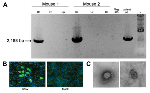 A) Virus isolation confirmed by reverse transcription PCR. SosV was isolated after intracranial and intraperitoneal inoculation into 2-day-old suckling mice. A specific reverse transcription PCR designed to amplify 2,188 bp of the SosV genome was performed by using RNA from brains (Br), liver (Lv), and spleen (Sp) of the euthanized animals. Viral RNA was found only in the brain, not in liver or spleen. B) Propagation of SosV in cell culture. Homogenized tissues (brain, liver, and spleen) were us