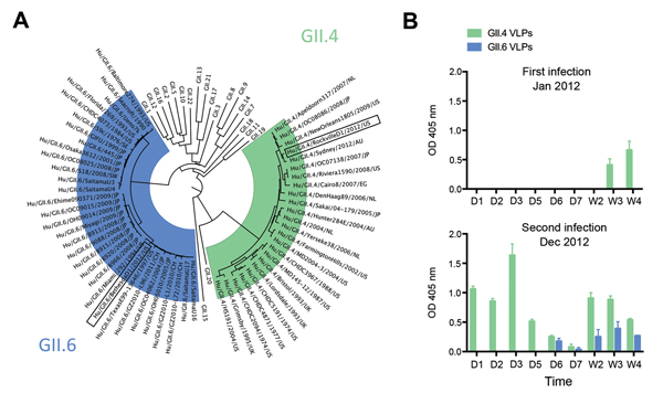 Characterization of norovirus detected in stool samples and levels of local IgA responses for each infection. A) Phylogenetic tree of the major capsid protein (VP1) region from representative norovirus strains from each of the 22 genotypes within strain GII. Representative strains from each GII.4 and GII.6 cluster were compared with the strains reported in this article (boxed). For each strain, the name/year/country of isolation are shown. B) Levels of IgA in feces collected during the first and