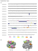Thumbnail of Appendix. Differences in the major capsid protein (VP1) between norovirus strains GII.4 and GII.6. A) Amino acid sequence alignment of the VP1 sequences. The shell (S) domain is highlighted with a dark line, and the protruding (P) domain is highlighted with a gray line. The color code for each of the epitopes and insertions is indicated. Residue numbers are based on norovirus strain GII.4. B) Top and side views of the P domain of GII.4 norovirus showing the location of the epitopes 