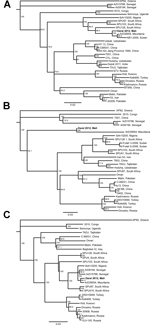 Thumbnail of Phylogenetic analysis of Crimean–Congo hemorrhagic fever virus (CCHFV) was conducted on the complete nucleoprotein (small genomic segment, nt ≈50–1,500) (A), a 900-bp fragment of the glycoprotein precursor (medium genomic segment, nt ≈4190–5060) (B), and a 1,200-bp fragment of the viral polymerase (large genomic segment, nt ≈590–1760) (C). The fragments were amplified from pooled ticks, and sequence analysis was conducted by using ClustalW (www.ebi.ac.uk/Tools/msa/clustalw2/). Trees