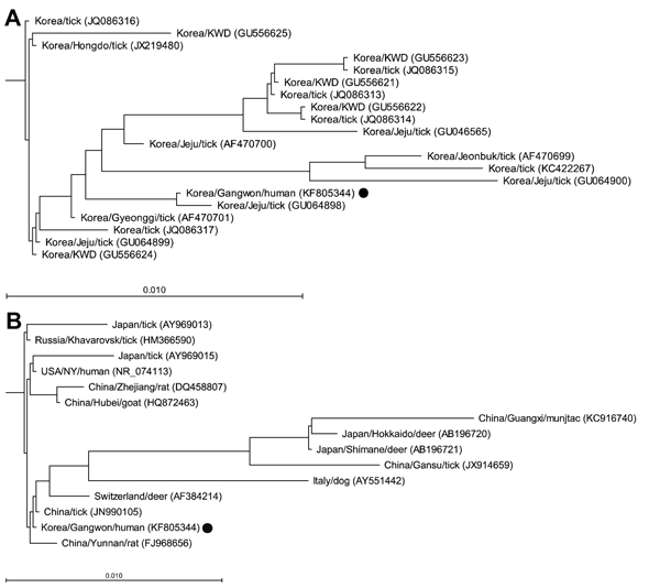 Phylogenetic trees for partial 16S rRNA gene sequences of an Anaplasma phagocytophilum isolate obtained from a patient with human granulocytic anaplasmosis in South Korea (black dots) and those of the A. phagocytophilum strains reported from A) South Korea and B) other countries. Trees were constructed by using the neighbor-joining method. Locations (country/province or city), hosts, and GenBank accession numbers are indicated. Branch lengths of trees show evolutionary distances. Scale bars indi