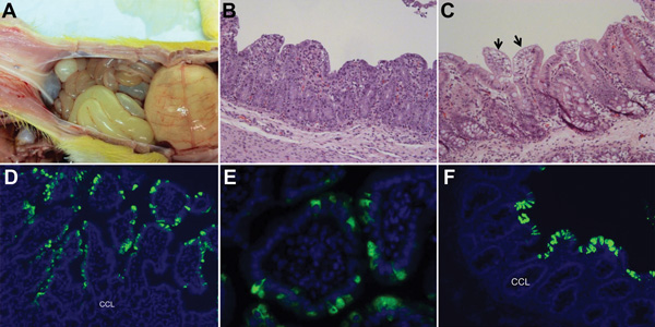 Changes seen, by macroscopic examination, histologic examination, or immunofluorescence staining in the intestine of gnotobiotic pigs inoculated with porcine epidemic diarrhea virus (PEDV; US strain PC21A). A) Intestine of pig 1 at postinoculation hour (PIH) 30 (4–5 h after onset of clinical signs), showing thin and transparent intestinal walls (duodenum to colon) and extended stomach filled with curdled milk. B) Hematoxylin and eosin (H&amp;E)–stained jejunum of pig 3 at PIH 46 (at onset of cli