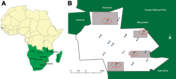 Location of study area (A, red dot) and location of dip tanks (B) in study of bovine tuberculosis transmission, Greater Kruger National Park Complex, South Africa, August 2012–February 2013. Parentheses used below indicate the shortest distance between individual dip tanks and the game fence, as follows: dip tank A (3.1 km), B (3 km), C (4.2 km), D (7.3 km), E (2.3 km), F (1 km), G (6.1 km), H (5.8 km), I (0.5 km), J (6 km), K (1.2 km), L (1 km), M (4.3 km), N (2 km), O (6.4 km). Blue dots indic