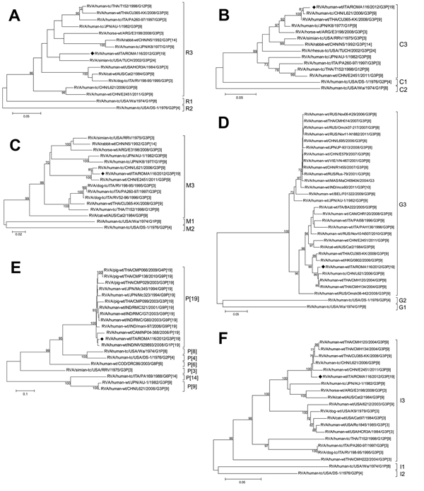 Phylogenetic trees of rotavirus A (RVA) isolates based on the open reading frames of genes coding for the viral protein (VP) regions. A) VP1 (nt 73–390); B) VP2 (nt 1–425); C) VP3 (nt 44–880); D) VP7 (nt 48–1029); E) VP4 (nt 36–817); F) VP6 (nt 44–1326). The G3P[19] strain ROMA116 identified from the patient in Italy described in this article is highlighted with a black diamond. Trees were built with the maximum likelihood method and bootstrapped with 1,000 repetitions; bootstrap values &lt;70 a
