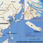 Thumbnail of Location of tree sparrow from which novel avian influenza A(H7N9) virus was isolated: Chongming National Dongping Forest Park of Shanghai (yellow solid circle), which is located in the Australia–East Asia migratory wild bird flyway. Top right: sampling locations in Shanghai City. Bottom right: sampling location of influenza A(H7N9)–positive tree sparrow. CM, Chongming district; BS, Baoshan District; JD, Jiading District; SH center, Changning, Putuo and Xuhui Districts; QP, Qingpu Di