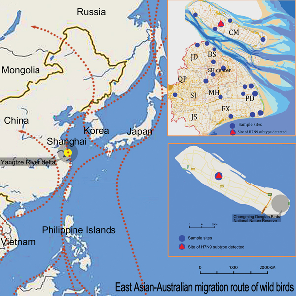 Location of tree sparrow from which novel avian influenza A(H7N9) virus was isolated: Chongming National Dongping Forest Park of Shanghai (yellow solid circle), which is located in the Australia–East Asia migratory wild bird flyway. Top right: sampling locations in Shanghai City. Bottom right: sampling location of influenza A(H7N9)–positive tree sparrow. CM, Chongming district; BS, Baoshan District; JD, Jiading District; SH center, Changning, Putuo and Xuhui Districts; QP, Qingpu District; MH, M