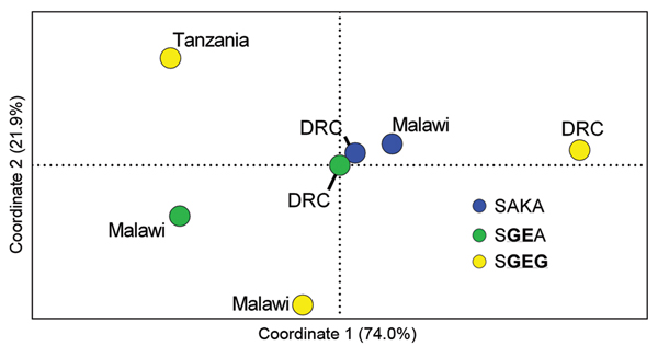 Principal coordinates analyses of wild-type (SAKA) and mutant (SGEA and SGEG) Plasmodium falciparum dihydropteroate synthase (dhps) halotypes from eastern Africa based on analysis of variance (RST). Pairwise RST values were computed with SPAGeDi (26) for microsatellite profiles of 7 populations of parasites defined by dhps haplotype and location: SAKA parasites from Malawi (n = 24) and the Democratic Republic of the Congo (DRC) (n = 53) (blue dots); SGEA parasites from Malawi (n = 67) and DRC (n