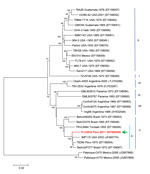 Thumbnail of Phylogenetic analysis from the initially sequenced 10,850-nt region of the St. Louis encephalitis virus (SLEV) genome, isolated from a woman in Peru, 2006. The sequence possessed only 92.8% homology with the NS5 gene region of the sole preexisting SLEV in the laboratory, a genotype II strain similar to TBH28 USA. The Peruvian SLEV sequence described in this case (FLU3632) groups with Brazil (1975), Peru (1973), and USA (2003) strains, inside the genotype V, subgenotype A. The evolut