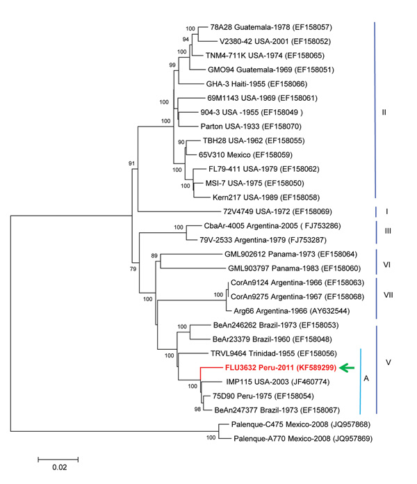 Phylogenetic analysis from the initially sequenced 10,850-nt region of the St. Louis encephalitis virus (SLEV) genome, isolated from a woman in Peru, 2006. The sequence possessed only 92.8% homology with the NS5 gene region of the sole preexisting SLEV in the laboratory, a genotype II strain similar to TBH28 USA. The Peruvian SLEV sequence described in this case (FLU3632) groups with Brazil (1975), Peru (1973), and USA (2003) strains, inside the genotype V, subgenotype A. The evolutionary histor