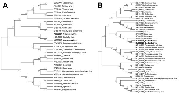 Phylogenetic analyses of Gouleako virus (GOLV) and Herbert virus (HEBV) collected from swine in the Republic of Korea, 2013 (KJ830623–J830626, in boldface) and other family Bunyaviridae viruses. The bootstrap consensus trees were constructed by using the maximum-likelihood method based on the general time-reversible model, implemented in MEGA version 6.06 (http://www.megasoftware.net). The phylogenetic trees for GOLV (A) and HEBV (B) were inferred on the basis of nucleotide sequences of the gene