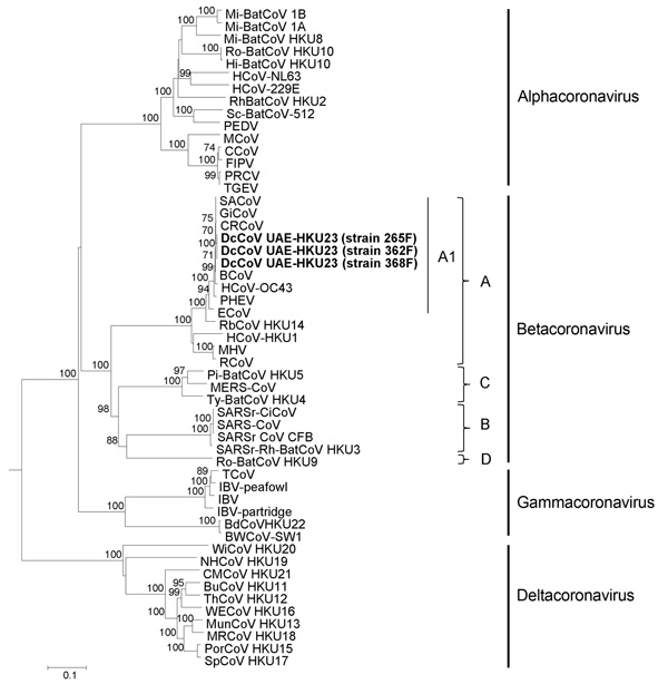 Phylogenetic analysis of open reading frame (ORF) 1b polyprotein of dromedary camel coronavirus (DcCoV) UAE-HKU23 from dromedaries of the Middle East, 2013. The tree was constructed by the neighbor-joining method, using Jones-Taylor-Thornton substitution model with gamma distributed rate variation and bootstrap values calculated from 1,000 trees. Bootstrap values of &lt;70% are not shown. A total of 2,725 aa positions in ORF1b polyprotein were included in the analysis. The tree was rooted to Bre