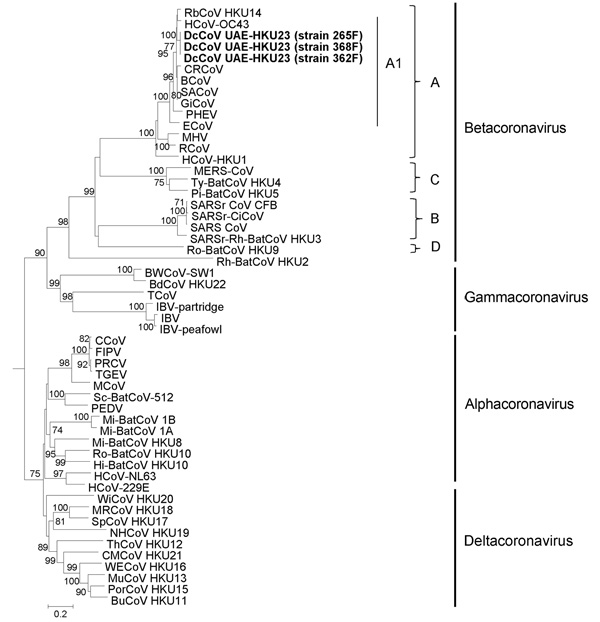Phylogenetic analyses of spike protein of dromedary camel coronavirus (DcCoV) UAE-HKU23from dromedaries of the Middle East, 2013.The tree was constructed by the neighbor-joining method, using Jones-Taylor-Thornton substitution model with gamma distributed rate variation and bootstrap values calculated from 1,000 trees. Bootstrap values of &lt;70% are not shown. A total of 1,366 aa positions in spike protein were included in the analysis. The tree was rooted to Breda virus (GenBank accession no. 