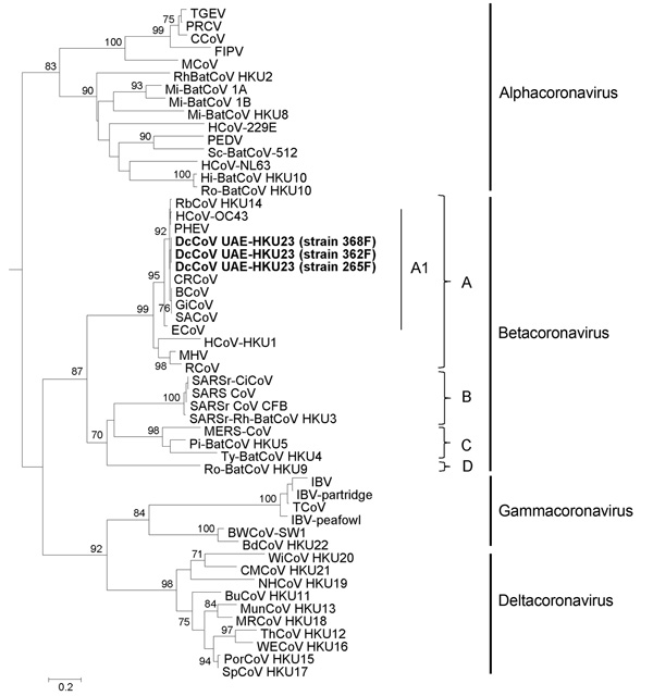 Phylogenetic analyses of the nucleocapsid protein of a novel coronavirus (CoV), dromedary camel CoV (DcCoV) UAE-HKU23, discovered in dromedaries of the Middle East, 2013.The tree was constructed by the neighbor-joining method, using Jones-Taylor-Thornton substitution model with gamma distributed rate variation and bootstrap values calculated from 1,000 trees. Bootstrap values of &lt;70% are not shown. A total of 448 aa positions were included in the analysis. The tree was rooted to Breda virus (
